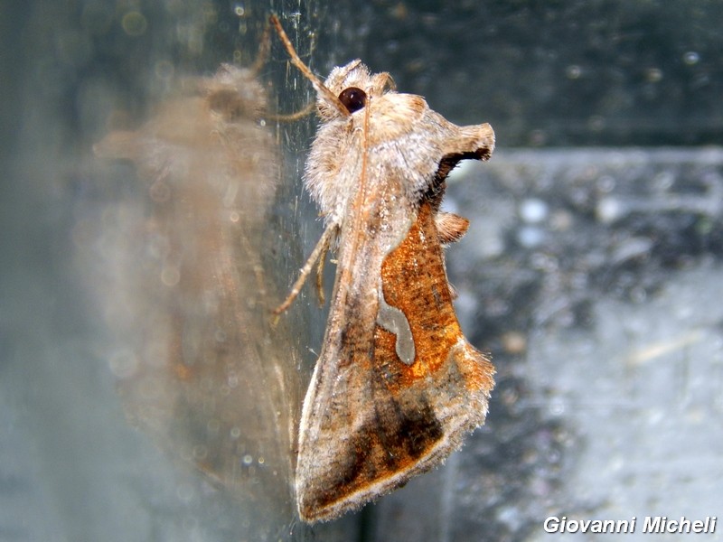 2 Noctuidae Plusiinae